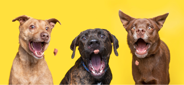 Three dogs catching treats.