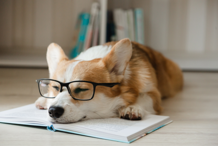 A corgi wearing glasses while sleeping on a book.